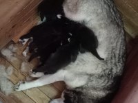 Husky yavrularım yeni ailesini bekliyor