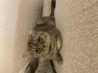 Erkek 1 yaşında British shorthair