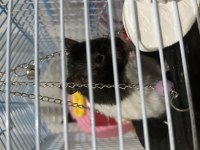 Gonzales / Suriye Hamster