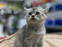 Bristh Silver Kedimiz