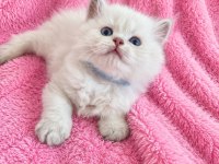 Safkan Bebek British Longhair Mavi Gözlü