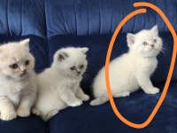 Bayram şekeri kedimiz