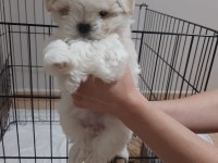ŞECERELİ KOREAN MALTESE YAVRULAR 2 ERKEK 1 DİŞİ