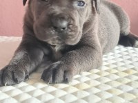 anatomi harikası cane corso bebeklerim