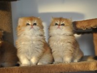 SAFKAN 2 AYLIK GOLDEN BRİTİSH LONGHAİR BEBEKLER