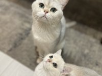 3 aylık british shorthair eşsiz renk