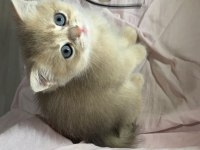 Safkan anne ve babası golden kedimiz