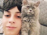 Son Yavru British Longhair Yeni Yuvasını Arıyor