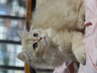 British Longhair Erkek