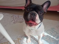 Sahiplendirilecek french bulldog