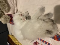 Çok sakin, sevecen bir british longhair oğlan