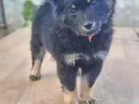 Mama Hakkı Alınarak Verilecek Köpeğimiz