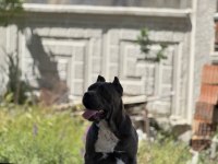 Dişi erkek eş cane corso