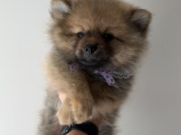 Pomeranian boo dişi erkek uygun