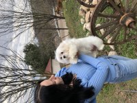 Maltese erkek 5 aylık