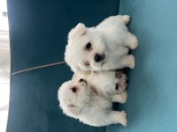 Tea cup kore kan maltese bebekler
