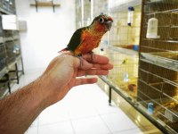 Nadir Bir Renk Nadir Bulunan Son Bebek Konur