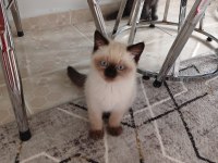 3 AYLIK YAVRU KEDİMİZİ SAHİPLENDİRMEK İSTİYORUZ