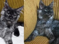 Çok acil 3 aylık uygun black smoke erkek Maine coon