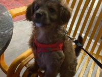 3 aylık maltipoo