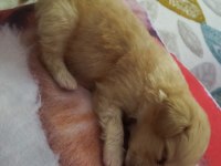 Maltipoo yavru