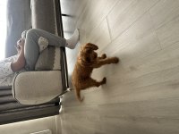 Sahibinden poodle yavrumuzdan ayrılmak zorundayız