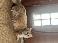 Takip Şartı İle Ücretsiz British Shorthair Sahiplendirme