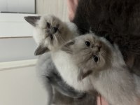 2 Aylık British Shorthair Yavrular