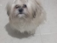 Ücretsiz şitsu köpeğimiz