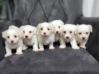 Safkan Maltese Yavrularımız