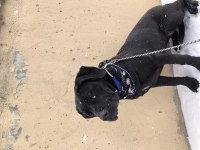 Güzel cane corso kızımız gece