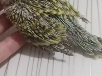 Muhabbet kuşu yavruları el besleme jumbo