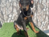 DEV DOBERMAN YAVRULARI KİNG