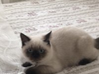 British shorthair blue point