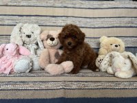Kızıl Kahve Mükemmel Toy Boy Poodle