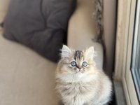 GÜZEL BEBEĞİM SAFKAN A KALİTE BRİTİSH LONGHAİR YAVRU