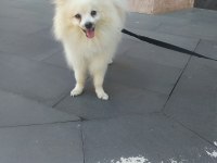 Pomeranian ciğer boo