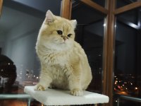 Şecereli british shorthair ny11 golden baskın erkek