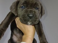 Cane Corso Blue yavrular