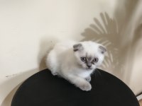 Yeni Yuvaya Hazır Scottish Fold Bebeklerimiz
