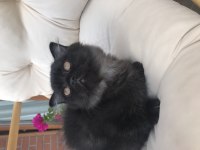 2 erkek bal küpü scottish fold yavrumuza yuva arıyoruz