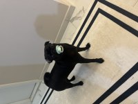 9 Aylık Dişi Pug Yavrumuz