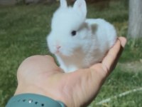 Beyaz ve sürmeli cüce tavşanlar (netherland dwarf)