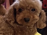 Poodle Kızımız