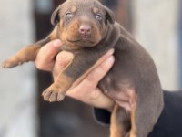 Irk Garantili Doberman Yavrular