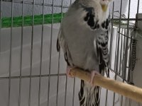 Dişi erkek show jumbo genç muhabbet kuşlar