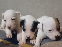 Jack russell yavrular