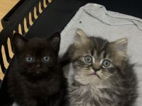 Evden Safkan Show Kalite Scottish Fold Yavrular