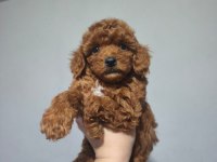POODLE IRKININ EN İYİSİNİ İSTEYENLERE