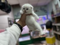A+ Kalite British Shorthair Bebeğimiz